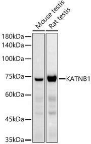 KATNB1 Rabbit pAb