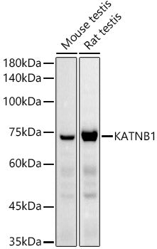 KATNB1 Rabbit pAb