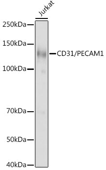 CD31/PECAM1 Rabbit pAb