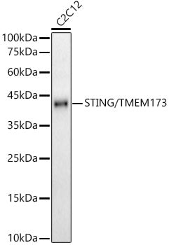 STING/TMEM173 Rabbit mAb