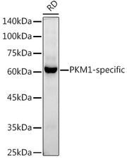 PKM1-specific Rabbit mAb