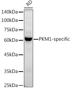 PKM1-specific Rabbit mAb