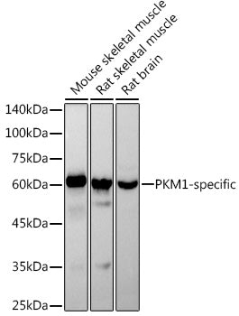 PKM1-specific Rabbit mAb