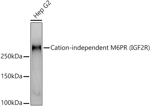 Cation-independent M6PR (IGF2R) Rabbit mAb