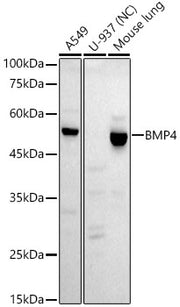 BMP4 Rabbit mAb