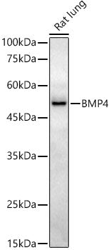 BMP4 Rabbit mAb