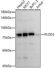 PLOD3 Rabbit mAb