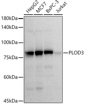 PLOD3 Rabbit mAb