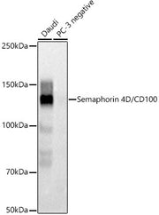 Semaphorin 4D / CD100 Rabbit mAb