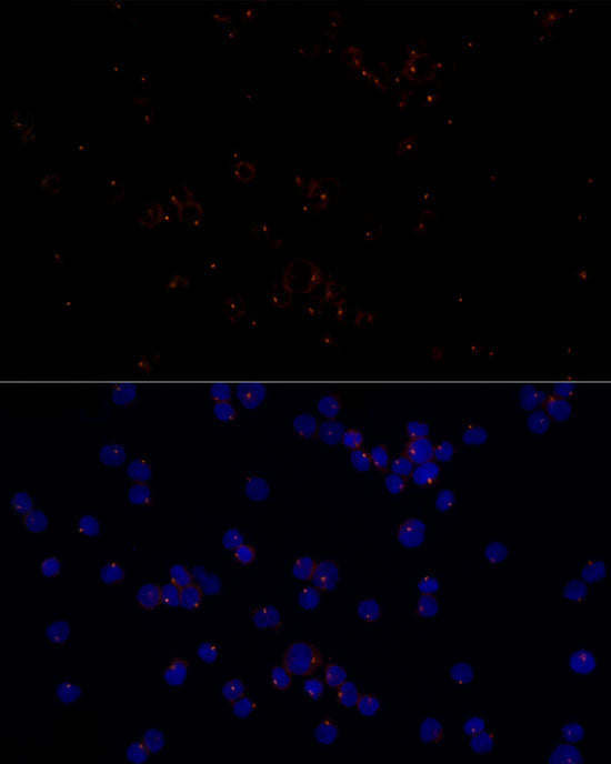 CEP43 Rabbit mAb