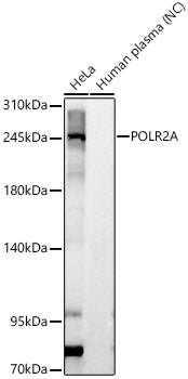 POLR2A Rabbit pAb
