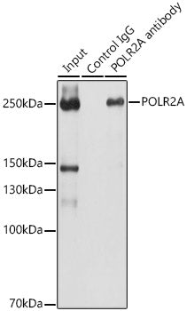 POLR2A Rabbit pAb