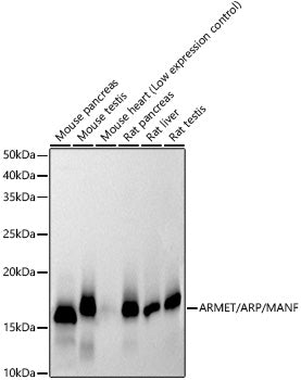 ARMET/ARP/MANF Rabbit mAb