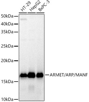 ARMET/ARP/MANF Rabbit mAb