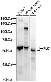 PLK1 Rabbit mAb