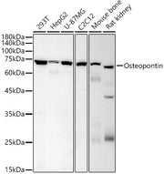 Osteopontin Mouse mAb