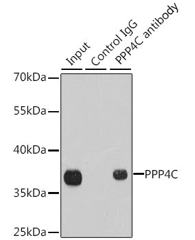 PPP4C Rabbit pAb