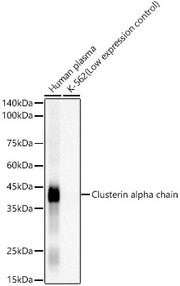 Clusterin Rabbit mAb