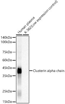 Clusterin Rabbit mAb