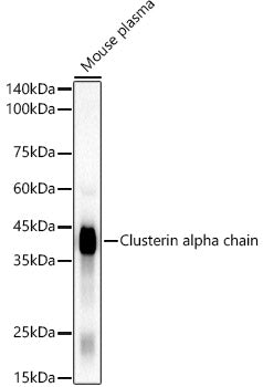 Clusterin Rabbit mAb