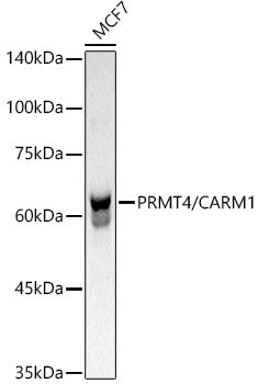 [KO Validated] PRMT4/CARM1 Rabbit mAb