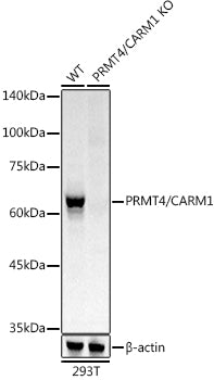 [KO Validated] PRMT4/CARM1 Rabbit mAb