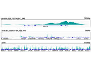 Acetyl-Histone H3-K9 Rabbit mAb
