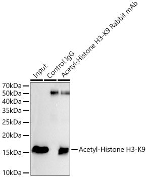 Acetyl-Histone H3-K9 Rabbit mAb