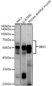 BIN1 Rabbit mAb