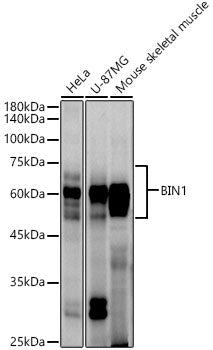 BIN1 Rabbit mAb