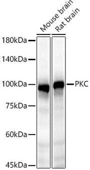PKC epsilon Rabbit pAb