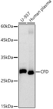 CFD Rabbit mAb