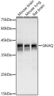 GNAQ Rabbit mAb