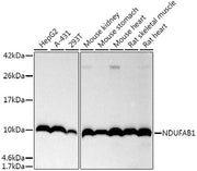 NDUFAB1 Rabbit mAb