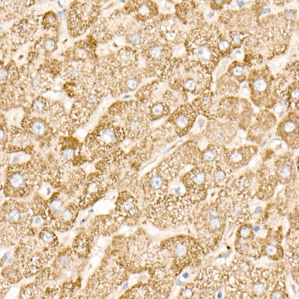 NDUFAB1 Rabbit mAb