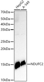 NDUFC2 Rabbit mAb