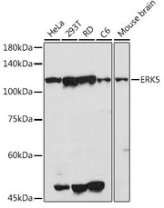 ERK5 Rabbit pAb