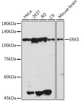 ERK5 Rabbit pAb