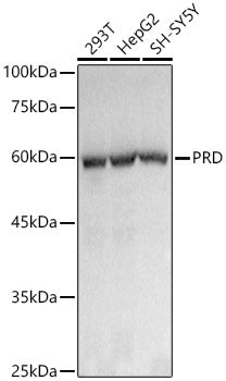 PRD Rabbit mAb