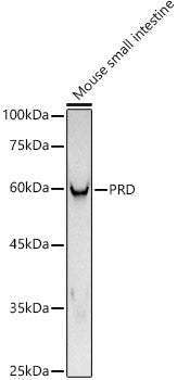 PRD Rabbit mAb