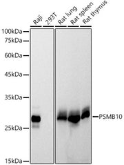 PSMB10 Rabbit mAb