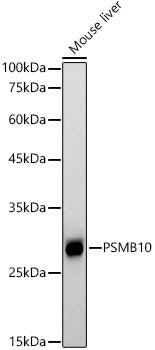 PSMB10 Rabbit mAb