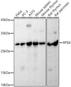 RPS8 Rabbit mAb