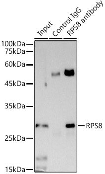 RPS8 Rabbit mAb