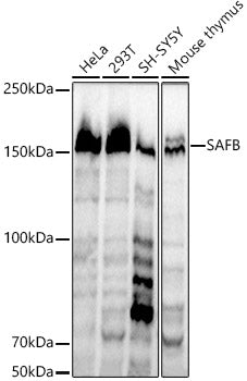 SAFB Rabbit mAb