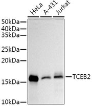 TCEB2 Rabbit mAb