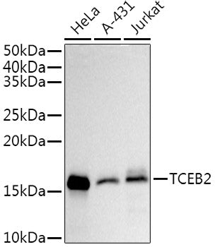 TCEB2 Rabbit mAb