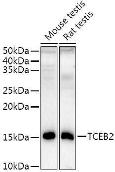 TCEB2 Rabbit mAb