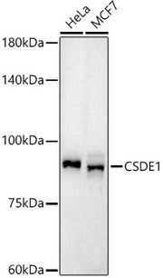 CSDE1 Rabbit mAb