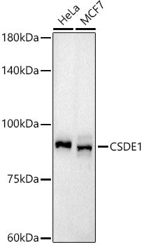 CSDE1 Rabbit mAb